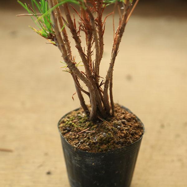 苗：黒松寄せ*クロマツ/くろまつ : 遊恵盆栽 Yahoo!店 - 通販 - Yahoo