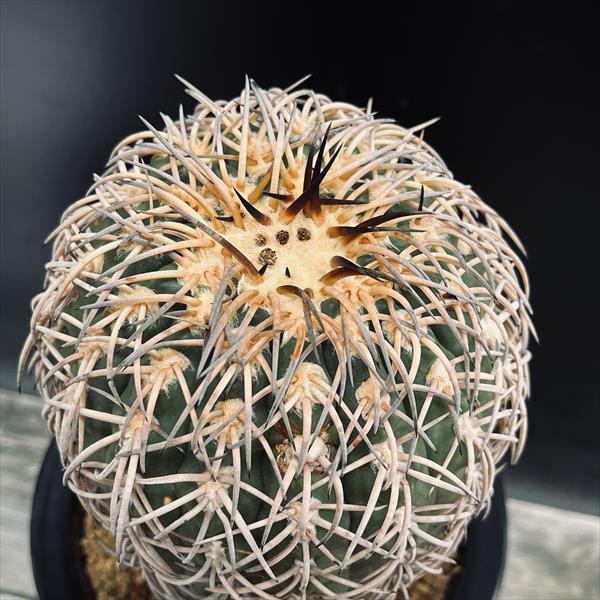 サボテン：ギムノカリキウム 猫爪天平丸 マジョール 実生*幅12cm 現品