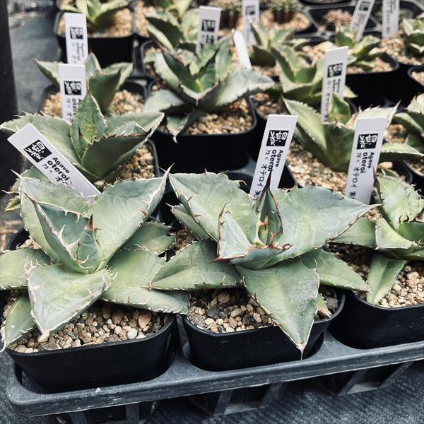 多肉植物：アガベ オテロイ 実生*幅10cm : 遊恵盆栽 Yahoo!店 - 通販