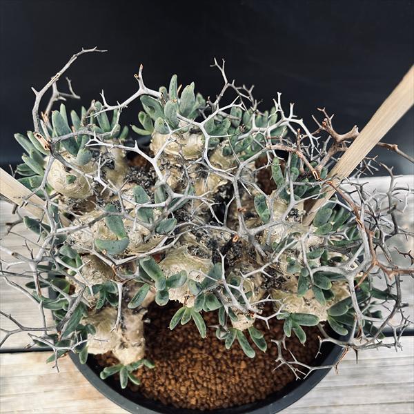 コーデックス：チレコドン レティキュラーツス 万物想*幅17cm 現品