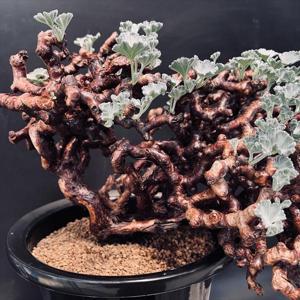 ☆特価☆コーデックス：ペラルゴニウム ミラビレ*幅39cm 現品！一品