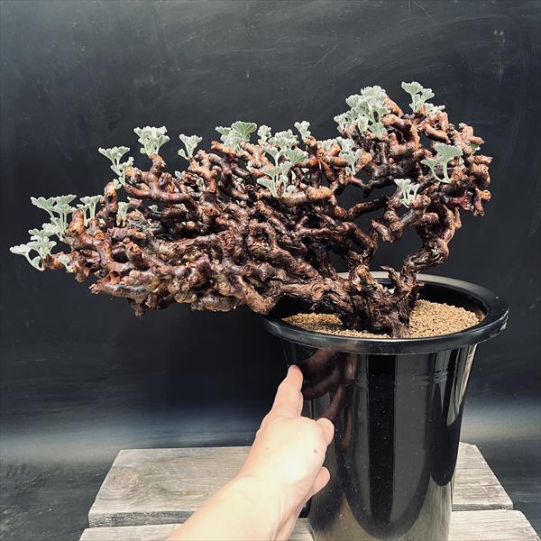 ☆特価☆コーデックス：ペラルゴニウム ミラビレ*幅39cm 現品！一品