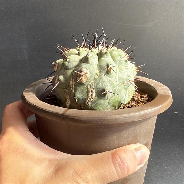 サボテン：コピアポア 黒王丸 ツギ 陶器鉢入り*幅6.5cm 現品！一品限り