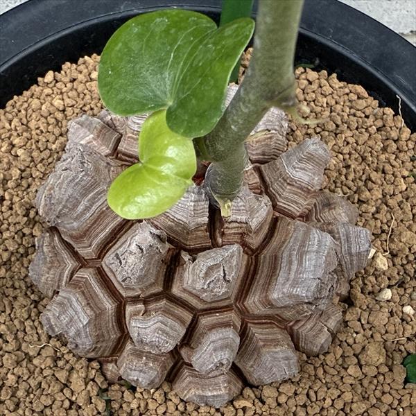 ☆特価☆コーデックス：アフリカ亀甲竜*塊根幅9cm 現品！一品限り