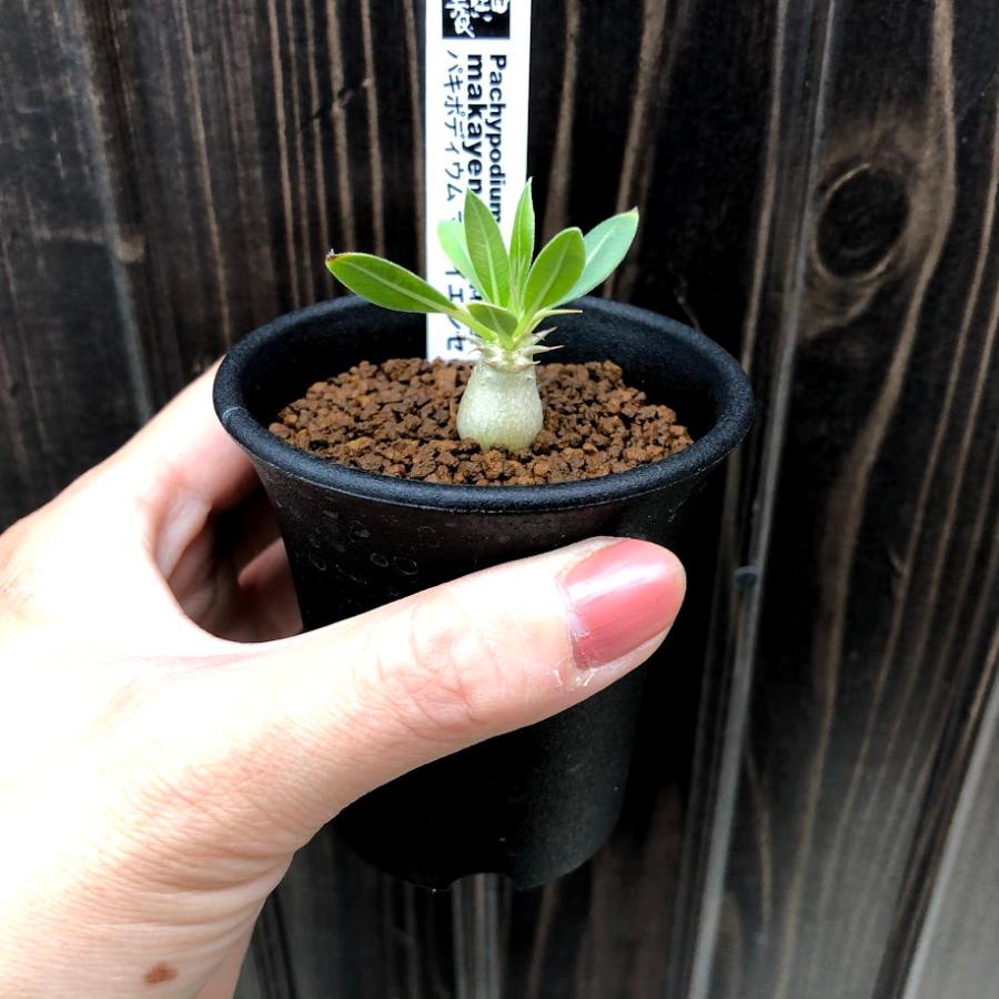 コーデックス：パキポディウム マカイエンセ ミニ*塊根幅1.2cm