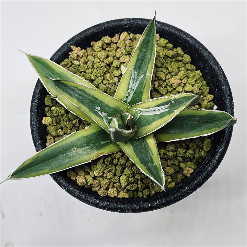 多肉植物：アガベ 笹の雪錦 黄覆輪*S 幅8.5cm : 遊恵盆栽 Yahoo!店