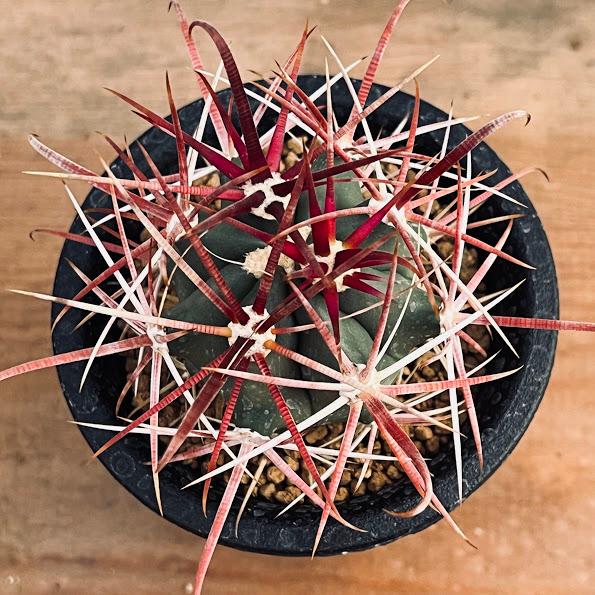 サボテン：フェロカクタス 赤刺金冠竜*幅4cm ☆赤松実生 : 遊恵盆栽