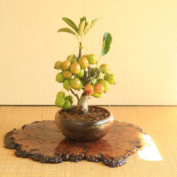 盆栽：姫りんご*(瀬戸焼三彩鉢) ＜2025年落実＞実物花盆栽鉢植え和鉢