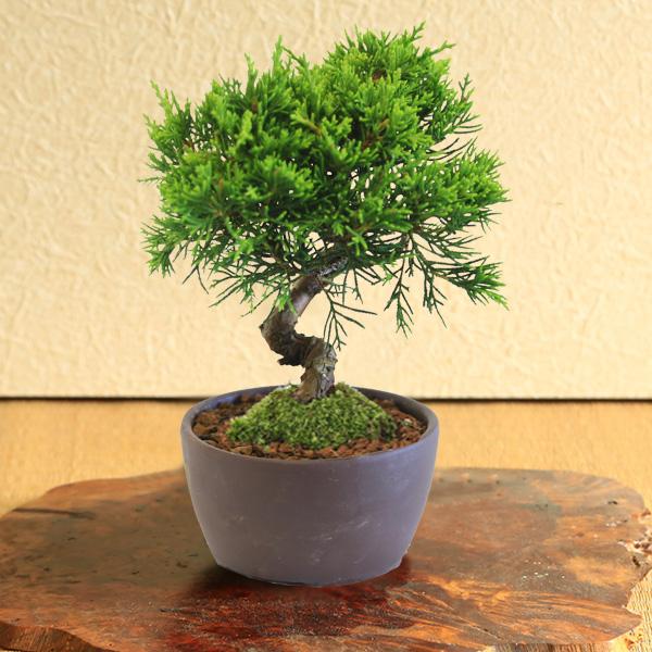 ミニ盆栽：糸魚川真柏（曲・5年生）* (萬古焼泥物丸小鉢) 苔付き
