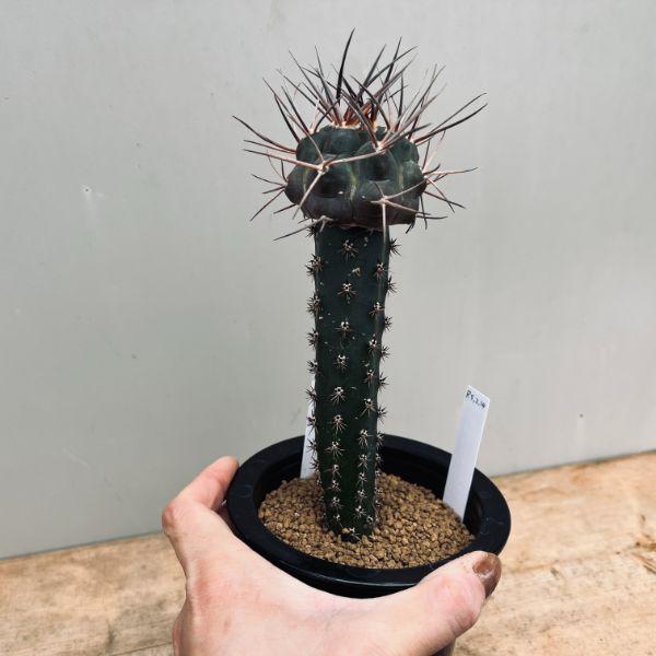 サボテン：ギムノカリキウム 守金魔天竜 ツギ*幅5cm 現品！一品限り