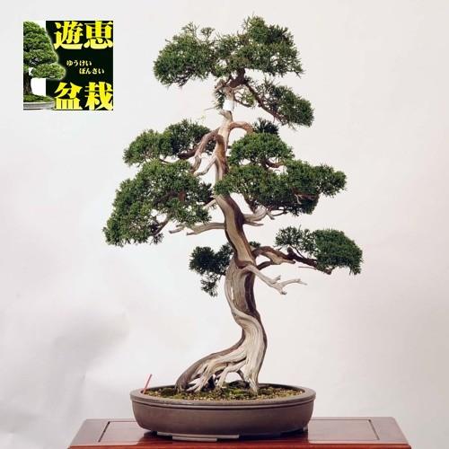 中品盆栽：糸魚川真柏【現品】*【大型ヤマト便配送】 【送料無料