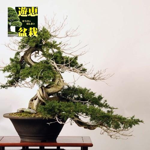 大品盆栽：糸魚川真柏【現品】*【当店へご来店引き取りの方限定