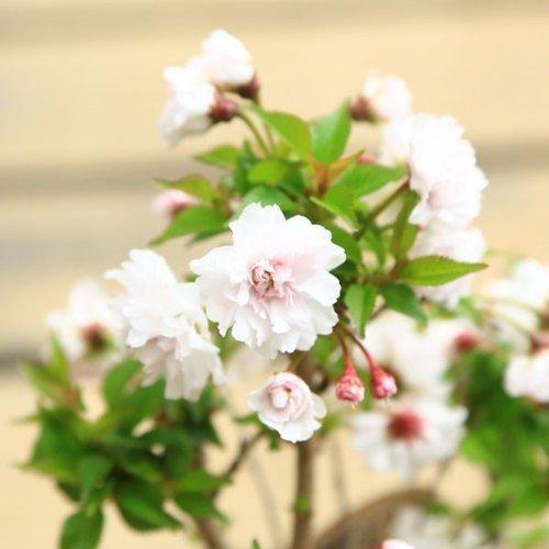 桜ミニ盆栽 ：富士桜淋宝（信楽花型小鉢）*苔と受け皿付き(2024年春