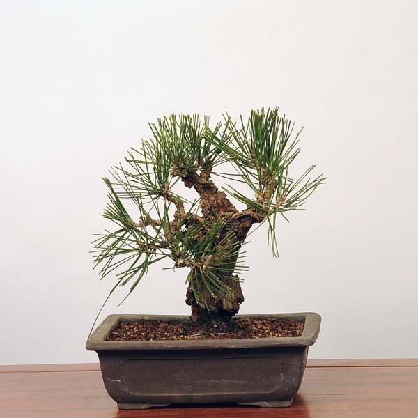 中品盆栽：錦黒松* 錦松ニシキマツにしきまつ幹肌鉢植え 和 お花見