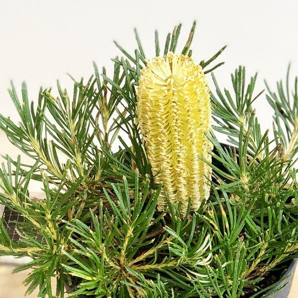 観葉植物 鉢花：バンクシア バースデー キャンドル*Birthday Candles