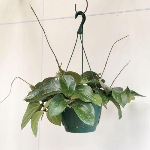 おしゃれ 観葉植物 多肉植物：ホヤ グラブラ*吊り鉢 : 遊恵盆栽 Yahoo