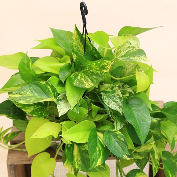 再入荷しました 観葉植物 おしゃれ：ポトスMIX*6号 吊り鉢 : 遊恵盆栽