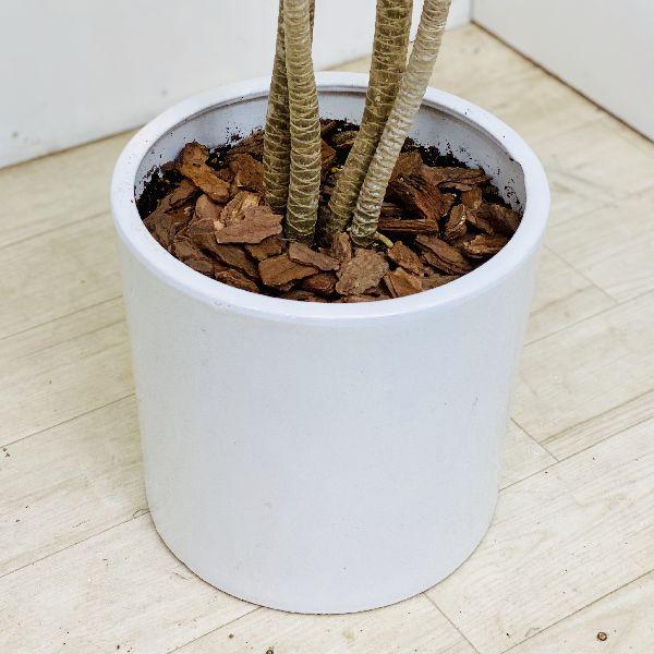 おしゃれ 観葉植物 ドラセナ・コンシンネ ホワイボリー*陶器鉢 大型