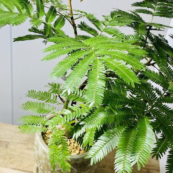 観葉植物：ネムの木 エバーフレッシュ*鉢植え 受皿付 : 遊恵盆栽 Yahoo