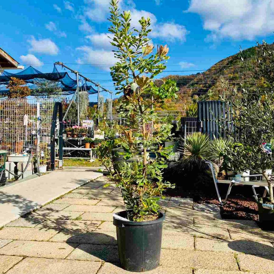 おしゃれ 観葉植物：バンクシア アエムラ*ウォールム バンクシア 大型