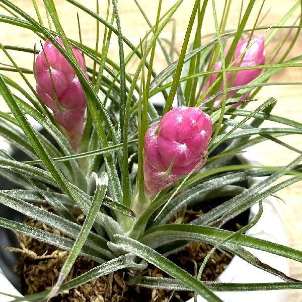 おしゃれ 観葉植物 エアープランツ：チランジア ストリクタ モダン
