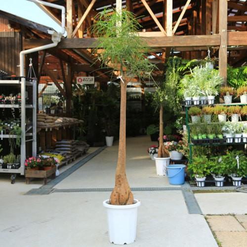 おしゃれ 観葉植物：ブラキキトン ボトルツリー*大型佐川急便 現品