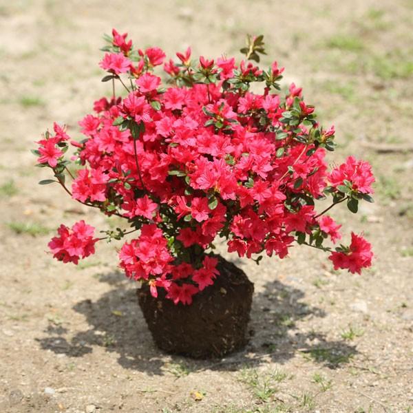 庭木：久留米つつじ/クルメツツジ イマショウジョウ（今猩々）*明るい