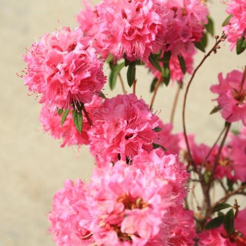 庭木：吉野ツツジ よしのつつじ（ヨシノツツジ）* : 遊恵盆栽 Yahoo!店