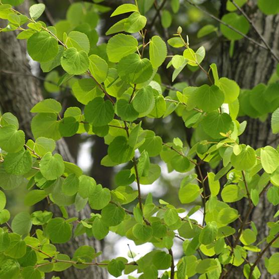 庭木：カツラの木(桂の木) 株立ち！* 樹高：約140cm-150cm 佐川