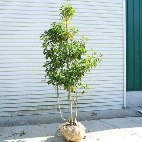 庭木：ソヨゴ そよご（株立ち）（雌株）数量限定* 樹高：約120cm