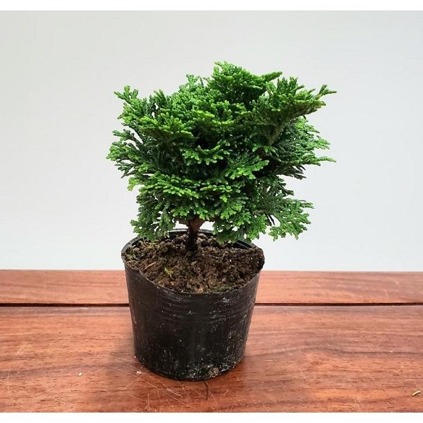 苗：津山桧 小（つやまひのき/ツヤマヒノキ） : 遊恵盆栽 Yahoo!店