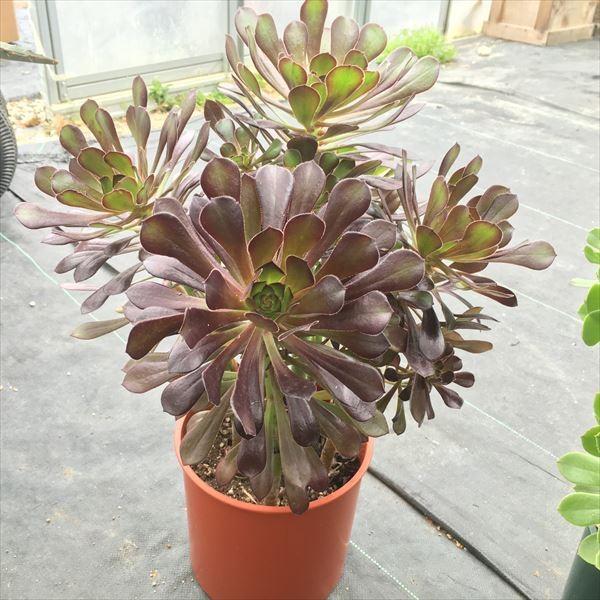 多肉植物：アエオニウム 黒法師・サンシモン・カナリエンス*葉の色をお