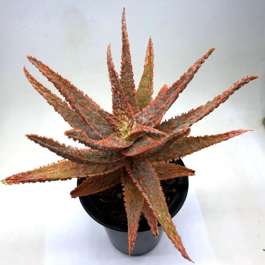 多肉植物：アロエ フラミンゴ*幅18cm : 遊恵盆栽 Yahoo!店 - 通販