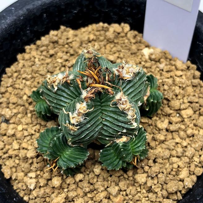 サボテン：アズテキウム 紅籠（べにかご）自根*幅3.5cm 現品 一品