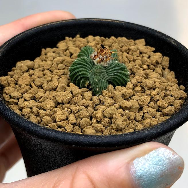 サボテン：アズテキウム 紅籠（べにかご）自根*幅2cm 現品 一品限り