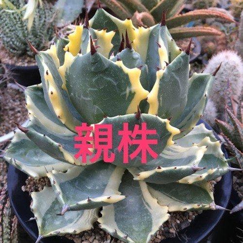 多肉植物：アガベ 雷帝錦 アトミックゴールド*幅9cm 現品！一品限り