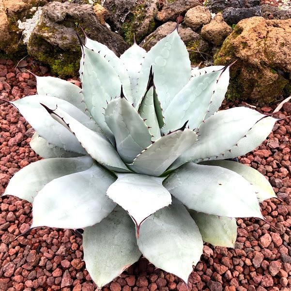 多肉植物：アガベ 吉祥天*幅41cm 現品！一品限り : 遊恵盆栽 Yahoo