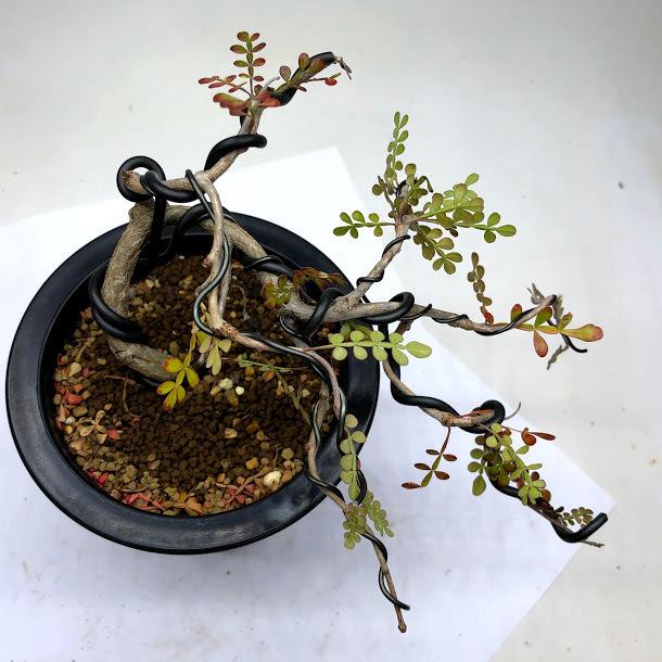 盆栽仕立て：オペルクリカリア デカリー*幅15cm 現品！一品限り ☆養