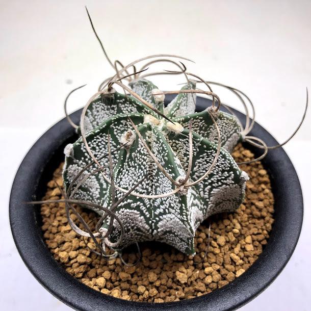 サボテン：アストロフィツム 有星大鳳玉*幅7cm 現品 一品限り : 遊恵