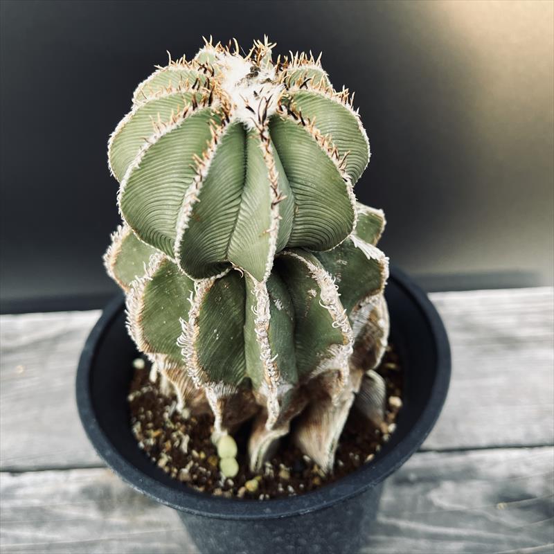 サボテン：アズテキウム ヒントニー 自根*幅8cm 現品 一品限り