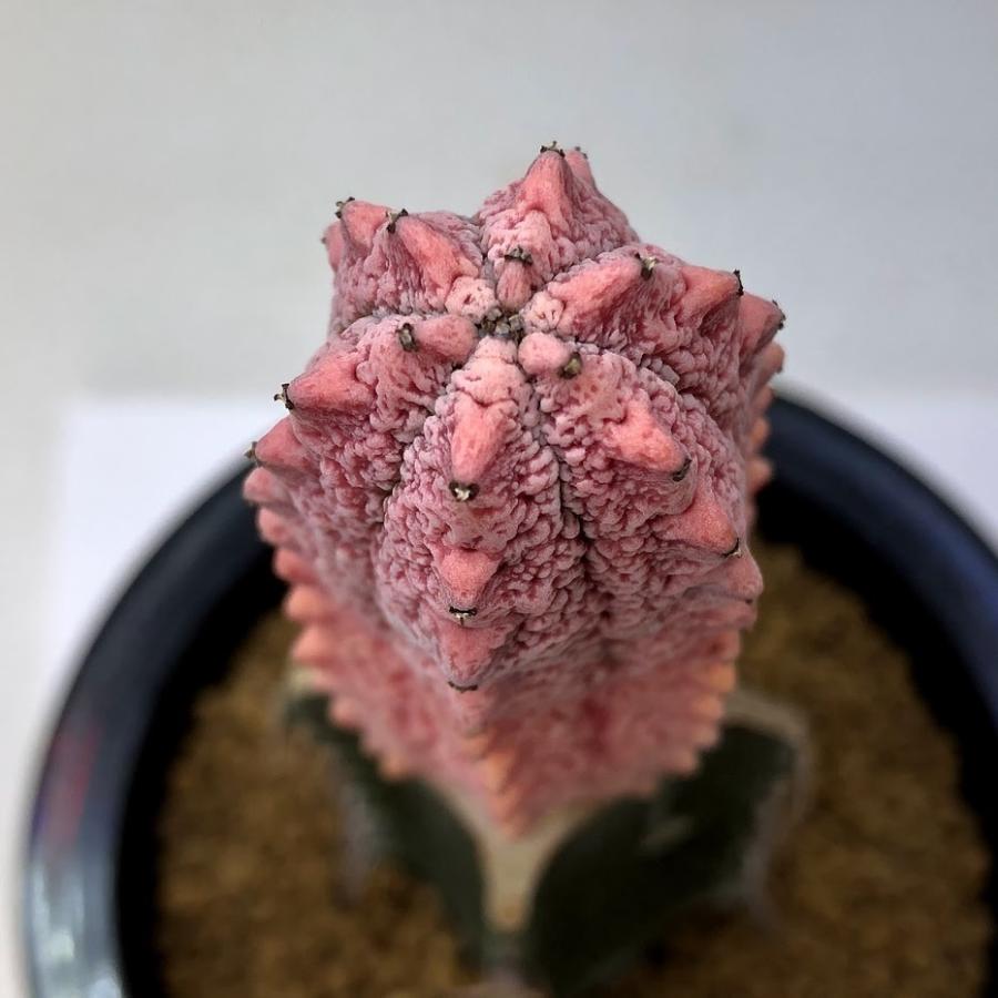 多肉植物：ユーフォルビア アブデルクリ錦 'ダマスク' ツギ*幅3cm