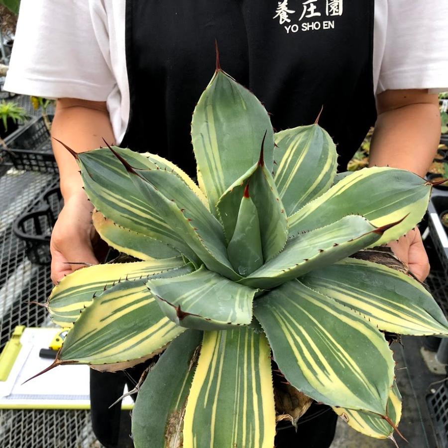 多肉植物：アガベ パリー トランカータ ライムストリーク*幅33cm