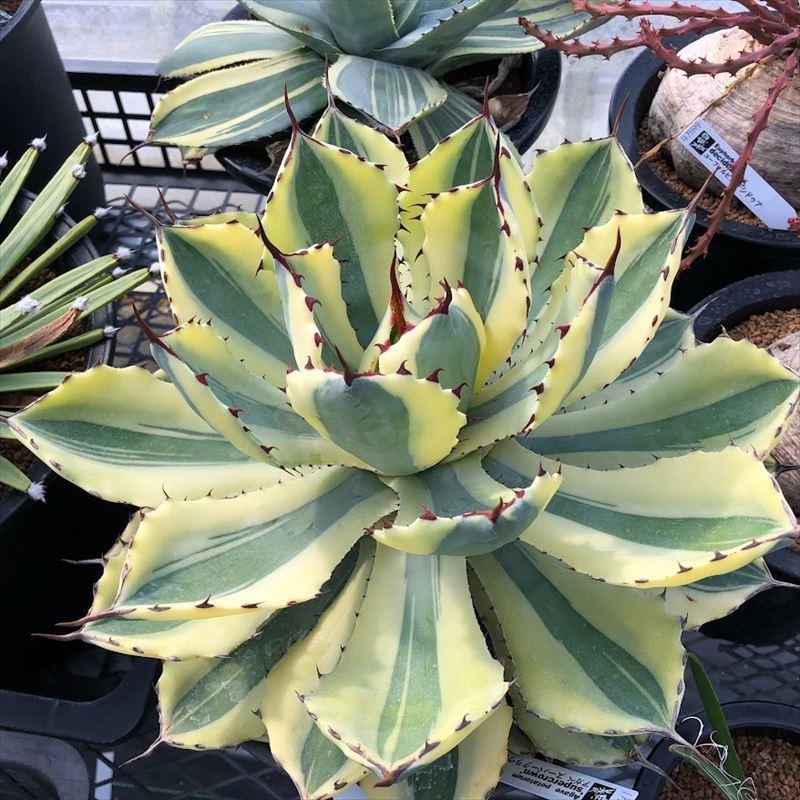 多肉植物：アガベ 吉祥冠錦 スーパークラウン*幅28cm 現品！一品限り
