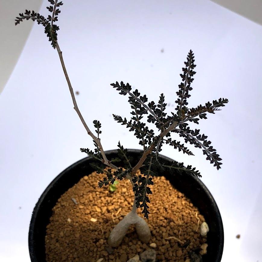 コーデックス：ボスウェリア ソコトラナ*幅8cm 現品 一品限り : 遊恵