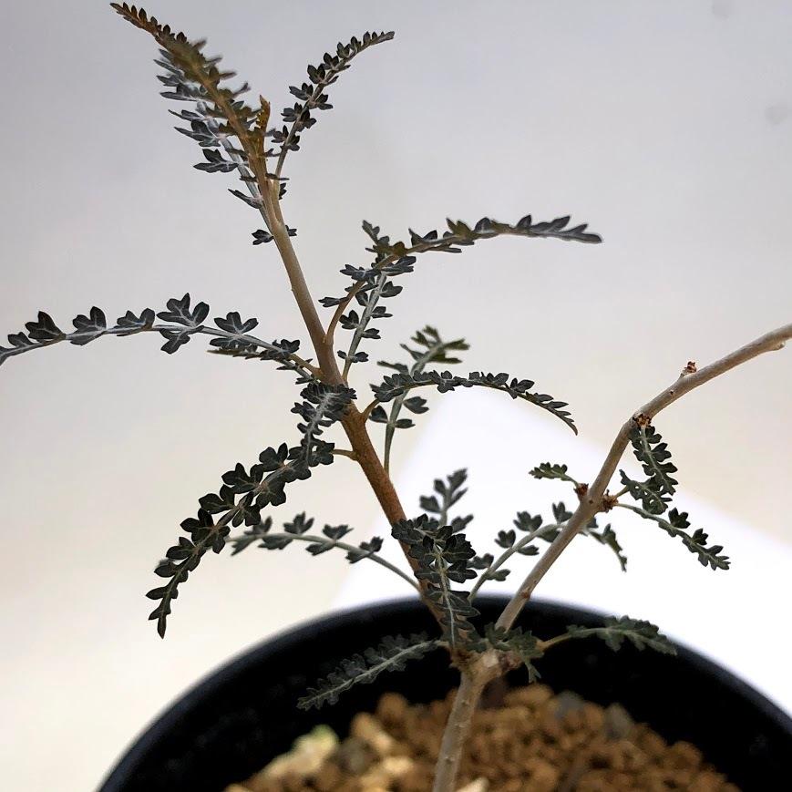 コーデックス：ボスウェリア ソコトラナ*幅8cm 現品 一品限り : 遊恵