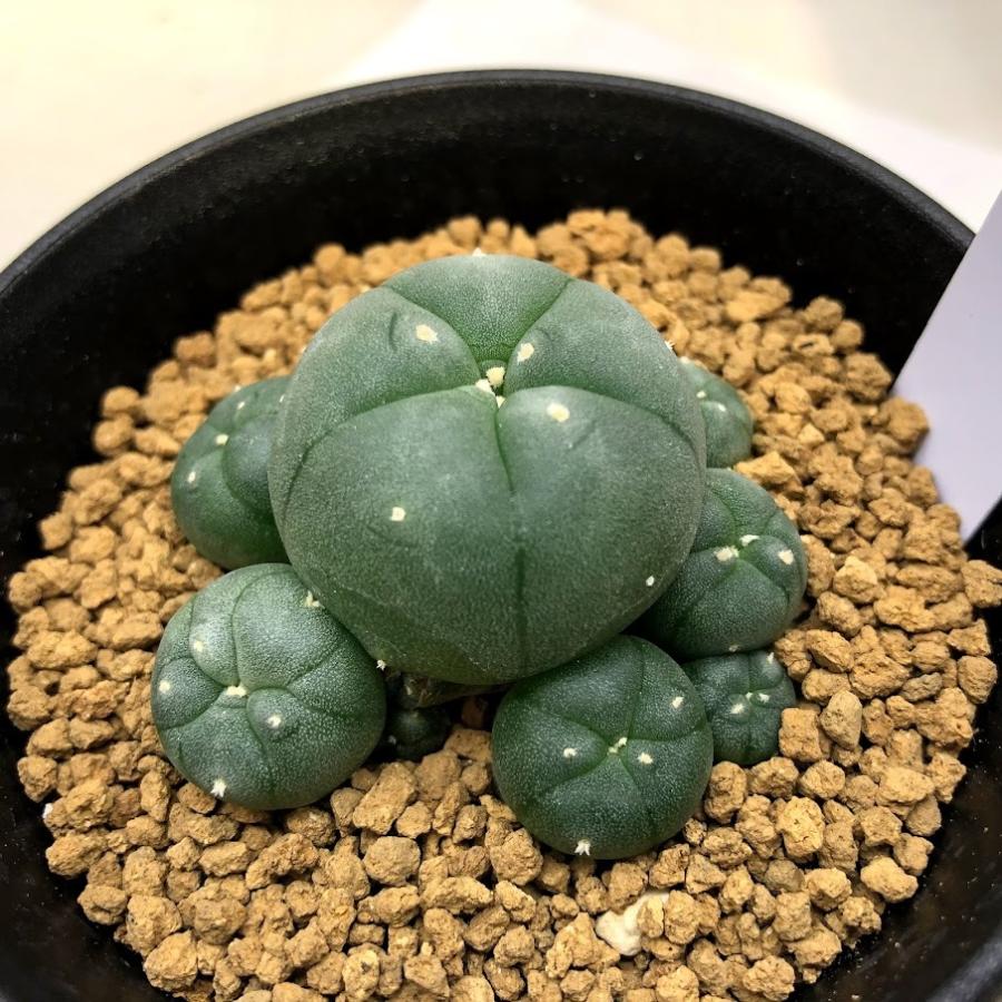 サボテン：ロフォフォラ 子吹き烏羽玉 実生*幅5cm : 遊恵盆栽 Yahoo