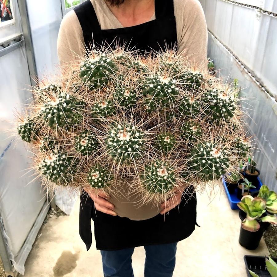 サボテン：マミラリア 白竜丸 群生*幅50cm 現品！一品限り : 遊恵