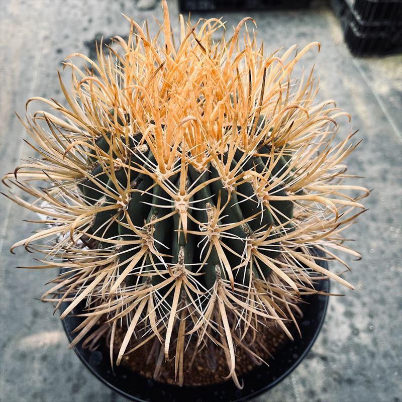 サボテン：フェロカクタス 黄刺金冠竜*幅14cm 現品！一品限り : 遊恵