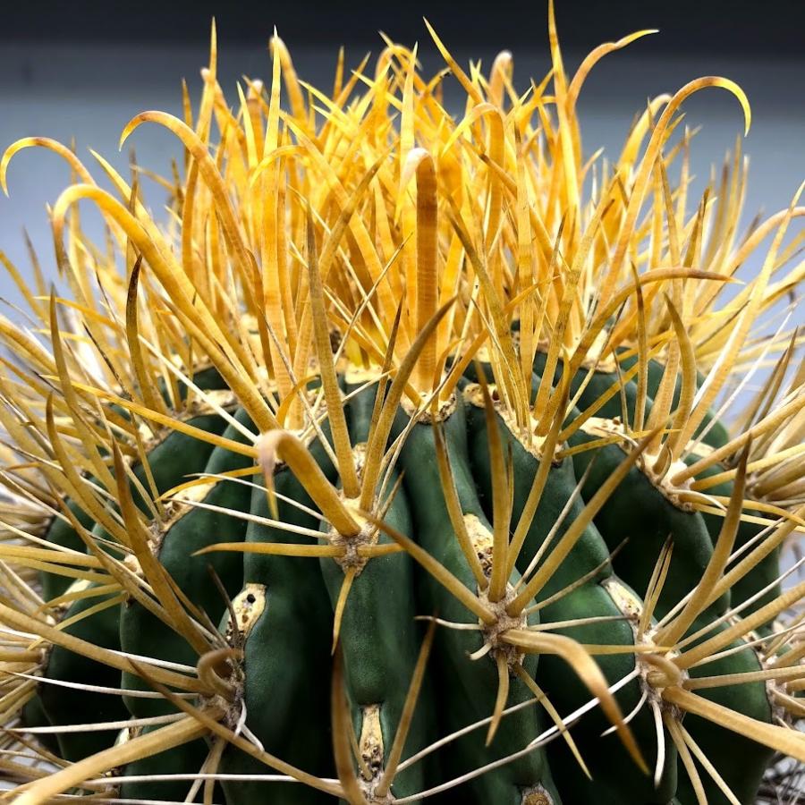 サボテン：フェロカクタス 黄刺金冠竜*幅14cm 現品！一品限り : 遊恵