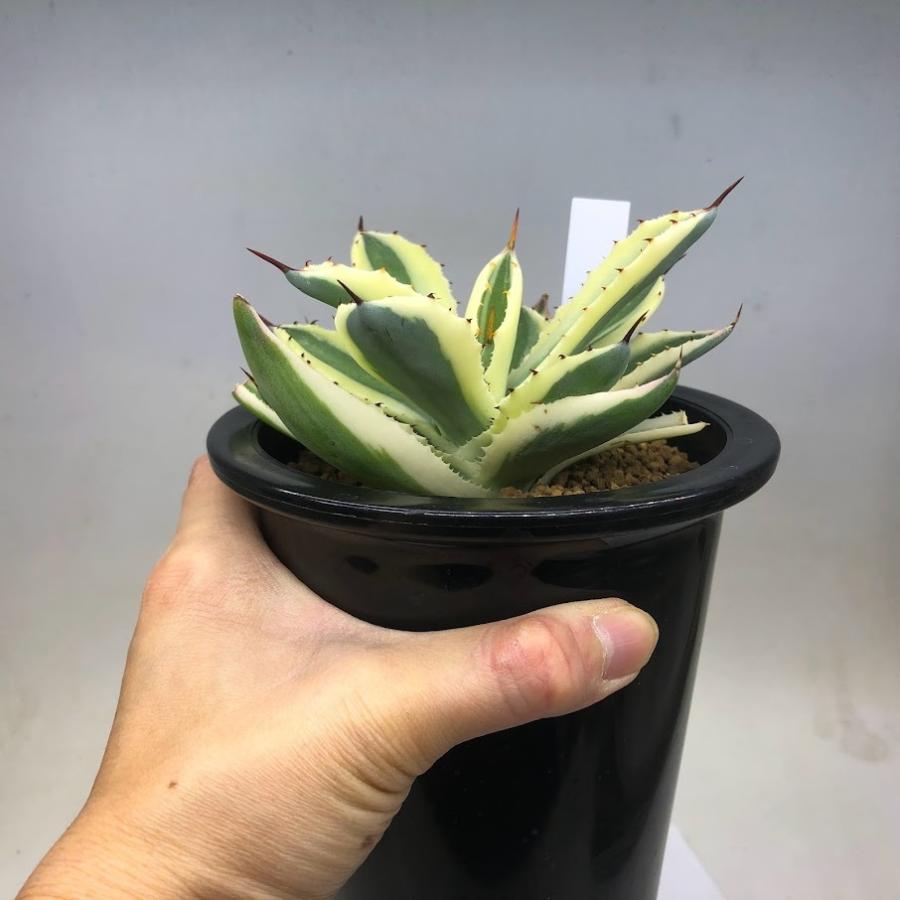 多肉植物：アガベ 吉祥冠錦 スーパークラウン*幅13cm 現品！一品限り